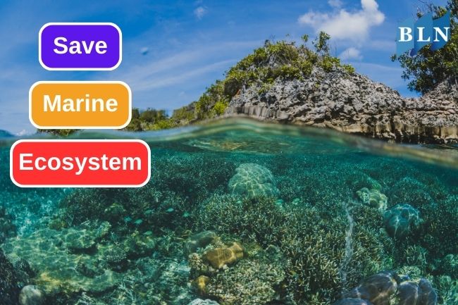 How To Save Marine Ecosystem In 10 Ways